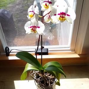 Meet your Posher, Joshua